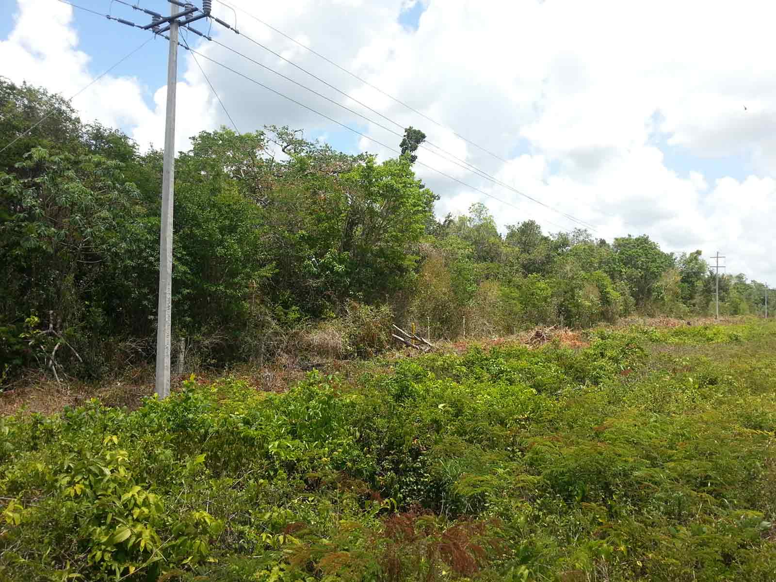 tulum land for sale or rent: ground level view of parcel 909