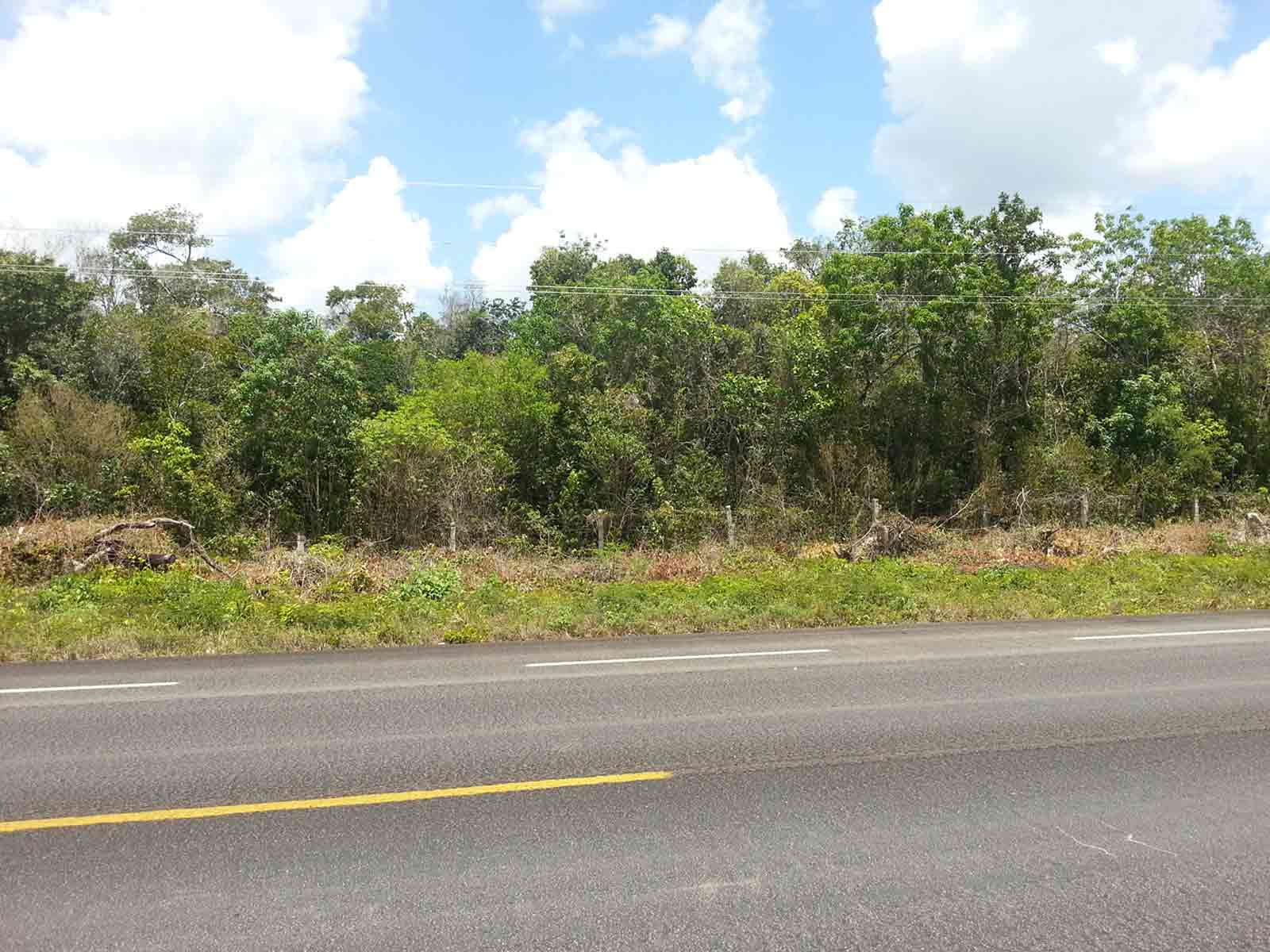 tulum land for sale or rent: ground level view of parcel 909